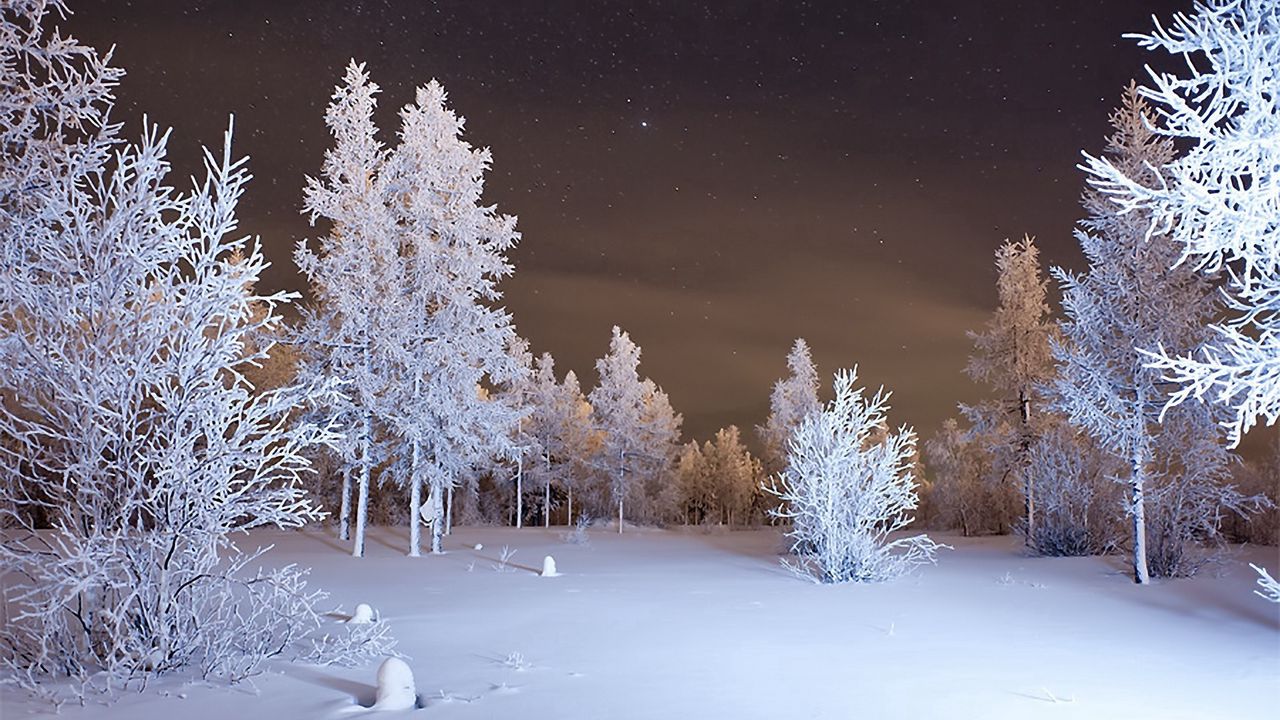 Forest after blizzard